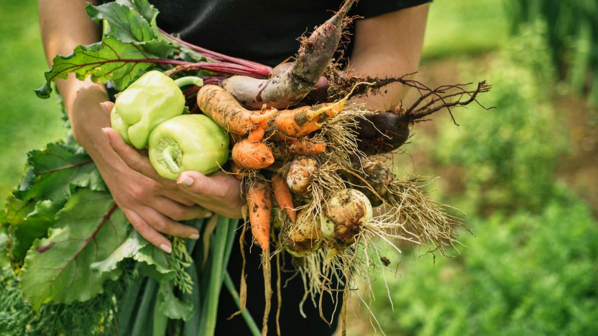 Up close photo of a woman with an armload of veggies like carrots, radishes, and peppers 
