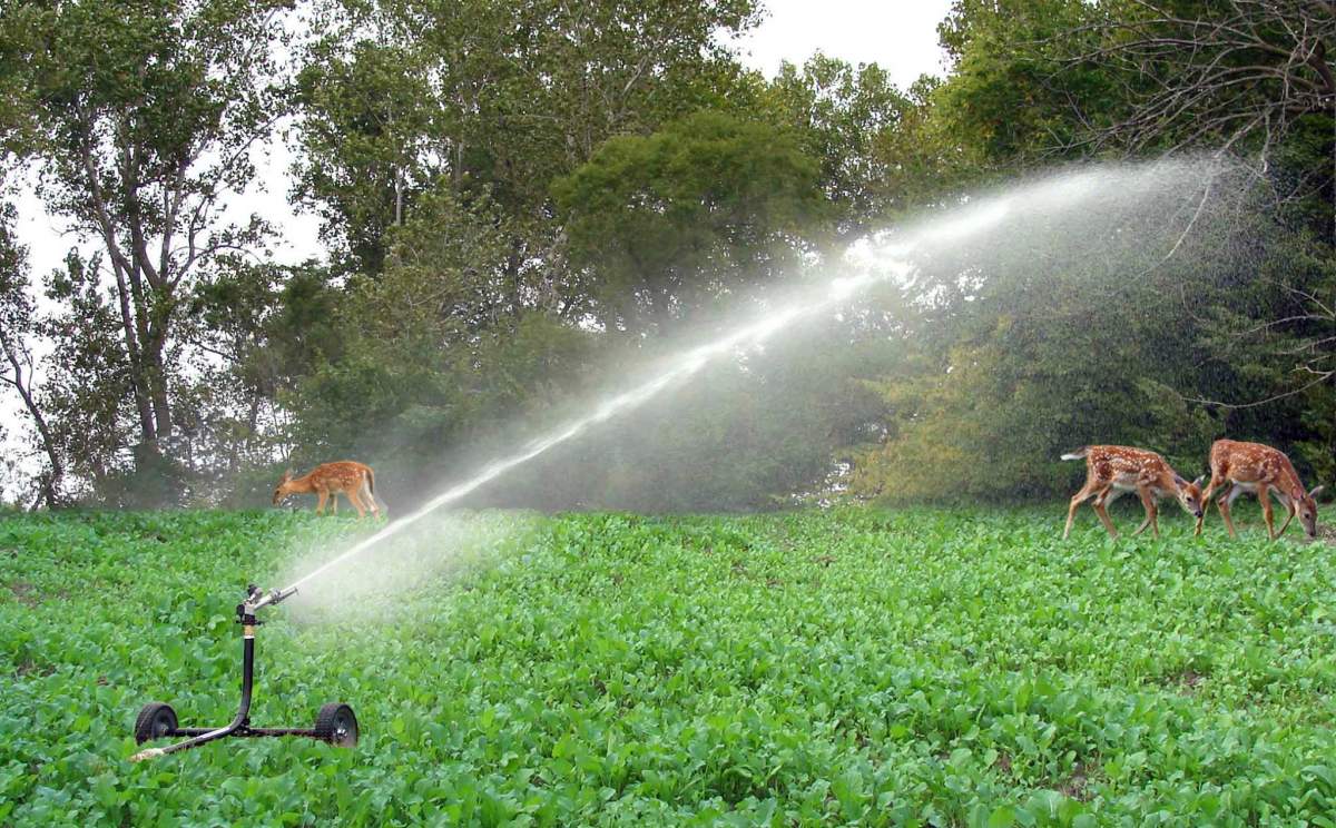 sprinkler in pasture with deer in background