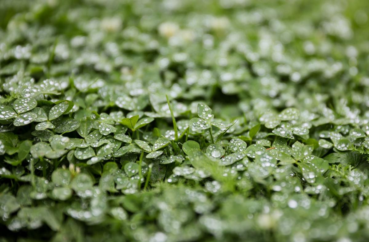 Clover for Deer Plot